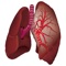 肺の聴診