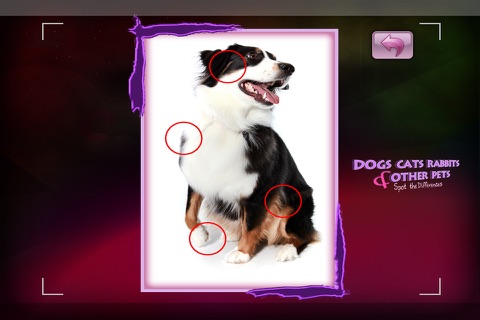 Dogs Cats Rabbits & other Pets - Spot the differences screenshot 4