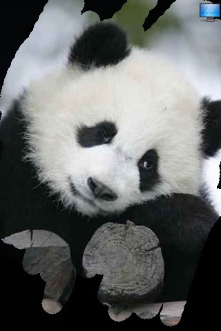 Cute Pandas - Pretty Panda Pictures screenshot 4