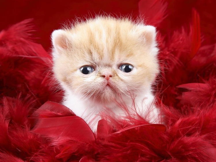 Cute Kitty Wallpaper screenshot-4
