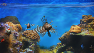 Fish Fingers 3D Interactive Aquarium FREE Screenshot 1