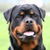 Rottweiler Book