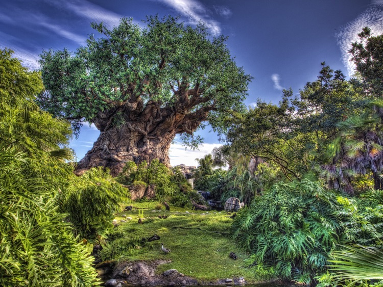 Animal Kingdom Wallpapers from Disney Photography Blog