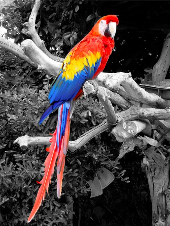iSplash Pro HD - Pic Editor for Color & Black & White Studio Photography Filter for iPhone and iPod Touch