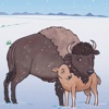 Lucky Little Bison