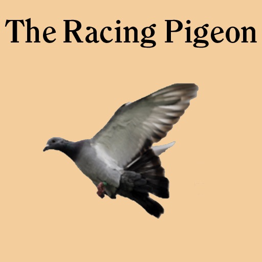 The Racing Pigeon