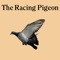 The UK's only independent Racing Pigeon weekly Newspaper