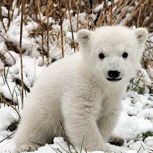 Polar Bear Calendar icon