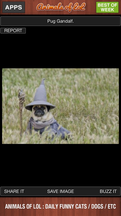 Animals of LoL : Funny Cats and Dogs screenshot-4