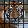 Tiger Puzzles for iPhone