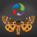 Papillons de nuit : Plus grands que nature icon