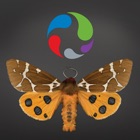 Papillons de nuit : Plus grands que nature icon