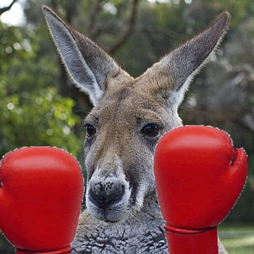 A  Boxing & Talking Kangaroo - Watch out for the countdown - Merry Christmas! icon