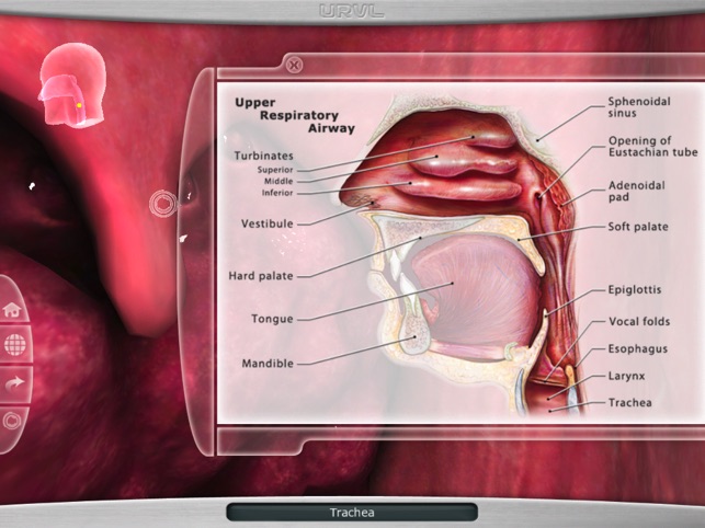 Upper Respiratory Virtual Lab(圖4)-速報App