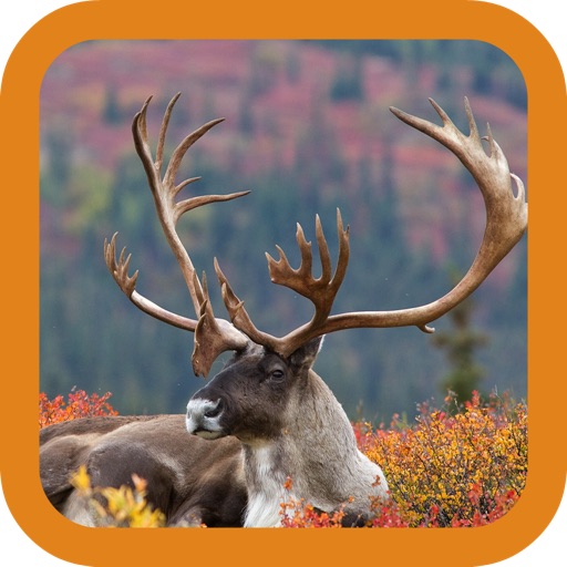 Caribou Hunting iOS App