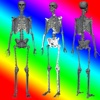 3D Human Anatomy Skeleton