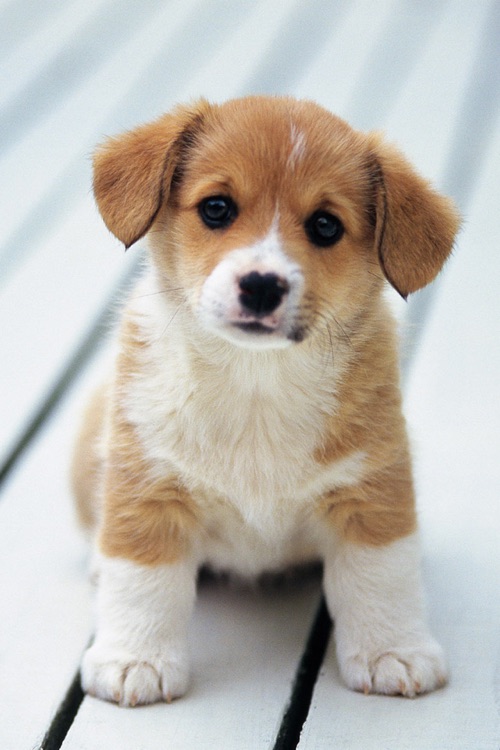 Puppy Wallpapers & Backgrounds HD for iPhone