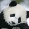 Cute Pandas - Pretty Panda Pictures
