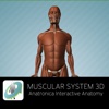 Muscular System 3D - Anatronica Interactive Anatomy