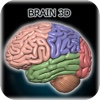 Brain HD