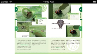 公園で探せる昆虫図鑑のおすすめ画像4
