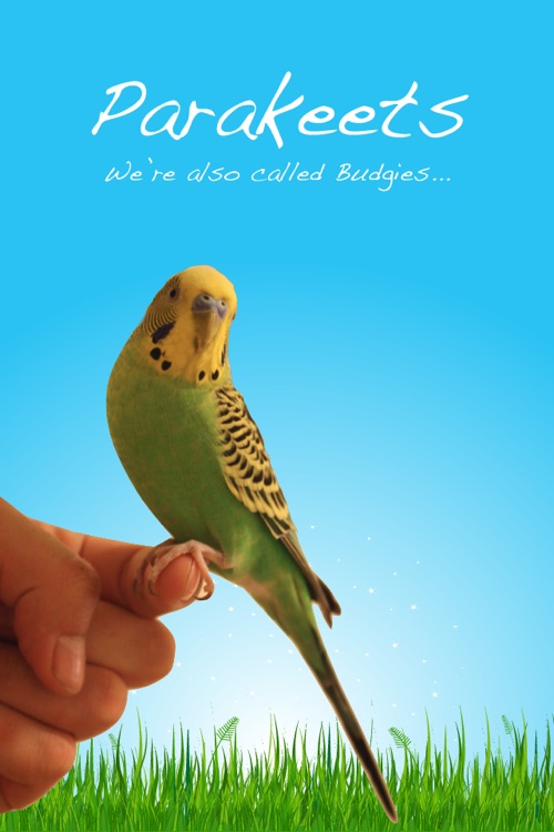 Parakeets screenshot-4