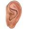 Auriculo PC is the finest desktop Auriculotherapy TCM point reference application available anywhere--and now it’s available for iPad