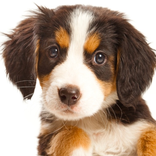 Dog Puppies HD iOS App