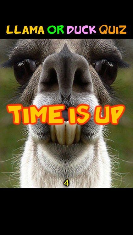 Llama or Duck