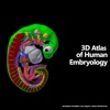 3D Atlas of Human Embryology - Lite