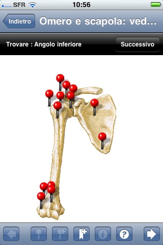 Netter Flashcards Arti Superiori LITE screenshot 3