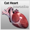 Cat Heart Interactive