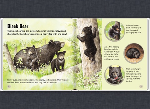 Who Lives Here Forest Animals By Deborah Hodge Amp Pat Stephens On Apple Books