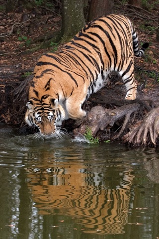 Rick's Big Cats - Wallpaper from Photographer Rick Sammon screenshot 2