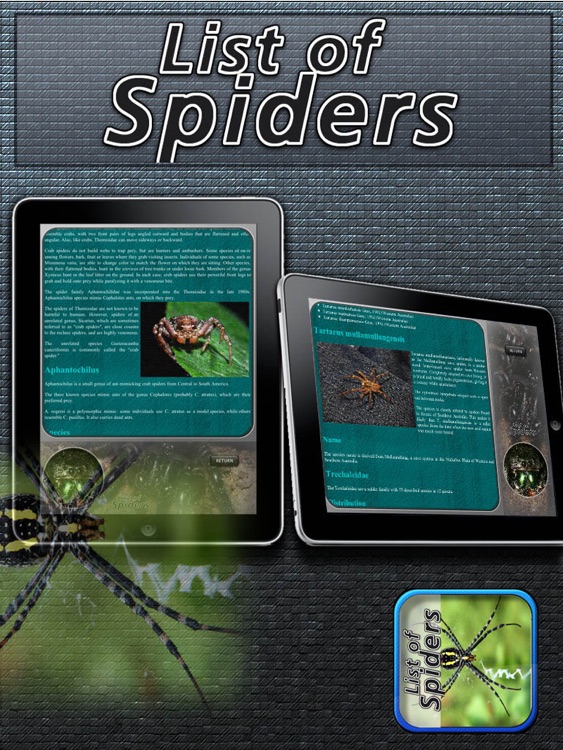 List of Spiders