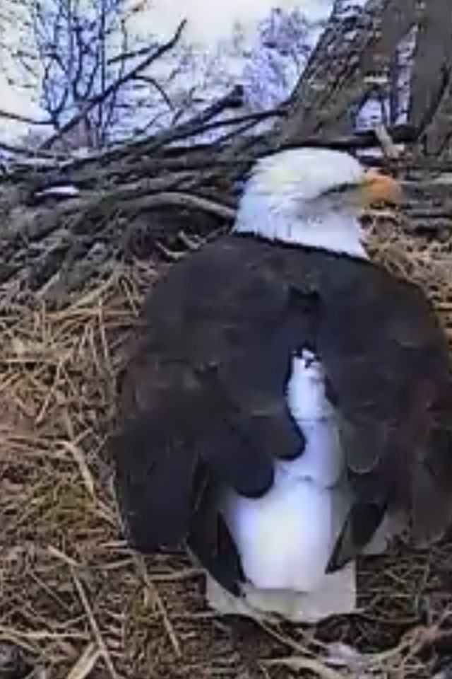 Bald Eagle Cams screenshot 4