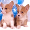 Welsh Corgi Wallpapers HD for iPad