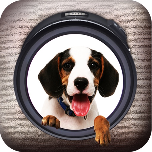 Dogs Game icon