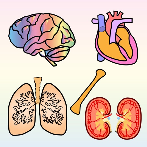 Body Organs 4 Kids Icon