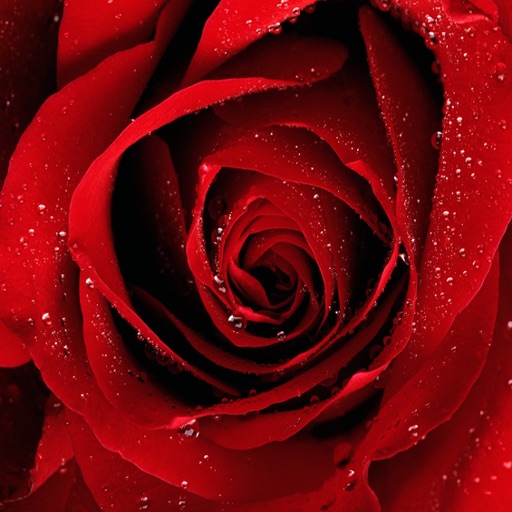 RedRoses for Lovers