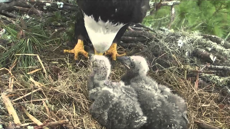 Bald Eagle Cams