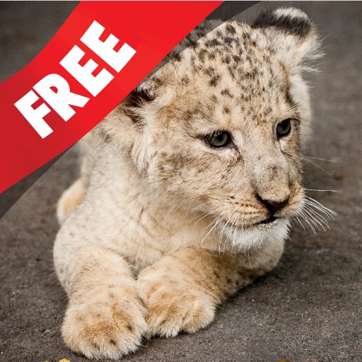 Free Kids Puzzle Teach me Zoo: Learn about funny zoo animals like the lion, the tiger and the monkey icon