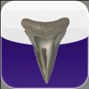 Shark Tooth Guide
