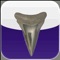 Shark Tooth Guide allows you to get a first hand view of shark teeth no matter where you are