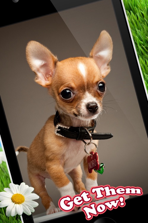 Chihuahua Cute screenshot-4