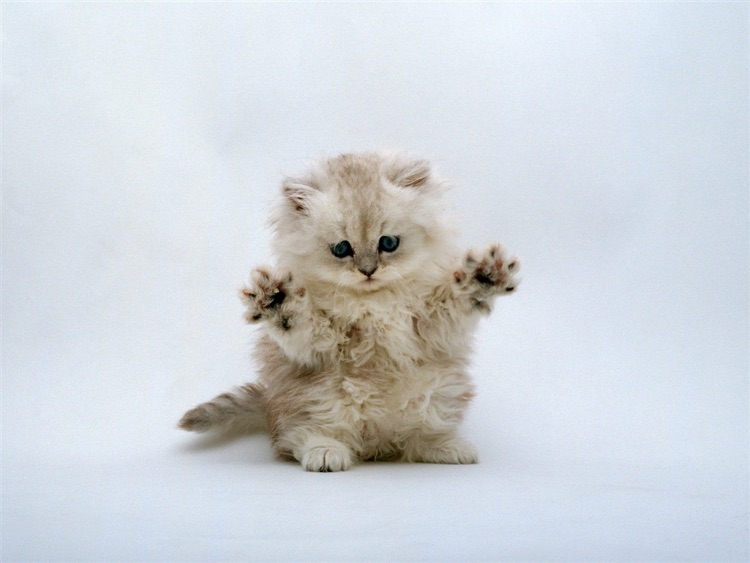 Cute Kitty Wallpaper screenshot-3