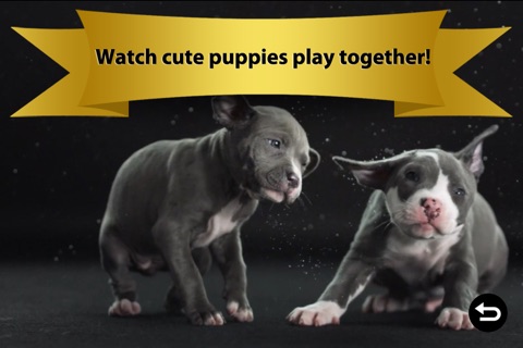 Puppies & Dogs - Kids Best Friend: Real & Cartoon Videos, Games, Photos, Books & Interactive Activities screenshot 2