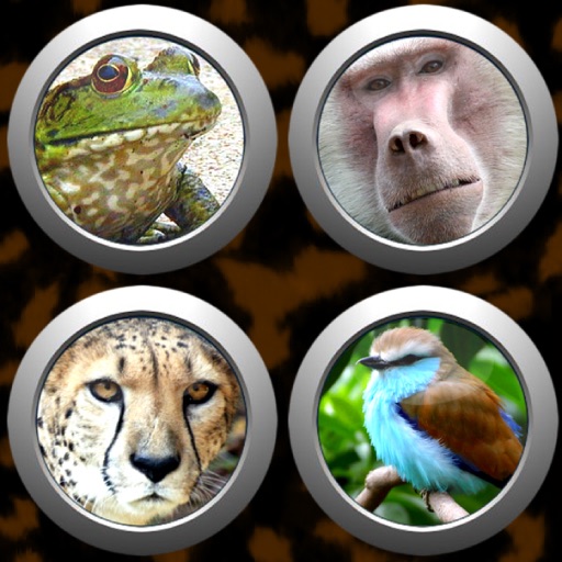 Animal Button Box icon