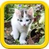 Cats puzzle - fun for kids