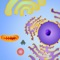 Cell Explorer: The Animal Cell